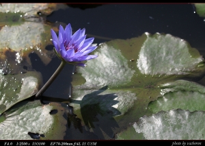 蓮花...還沒開 = =