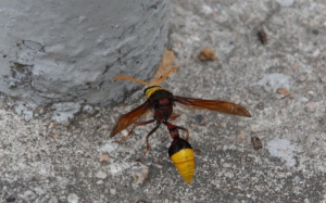 這隻是什麽蜜蜂?很怪!望指教