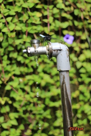 蜻蜓與水珠 (圖一張)