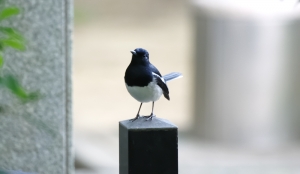 大安森林公園打鳥