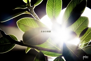 花與光