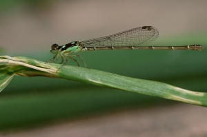 四斑細蟌 Mortonagrion hirosei Asahina,1972