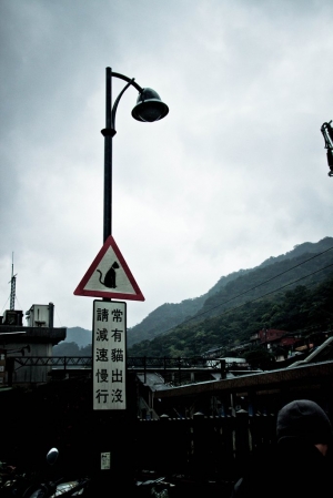 侯硐/貓兒真的好乖