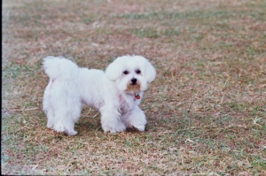 § 忠 犬 菲 林 §