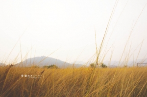 草丛中的音乐旋律