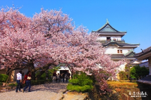 【日本賞櫻】爛漫櫻花隧道。一起去花見幸福吧！！
