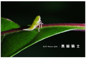ROY Macro 208 │ 黑 暗 騎 士
