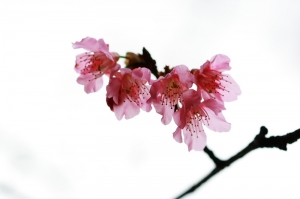 2008/03/01 三芝櫻花