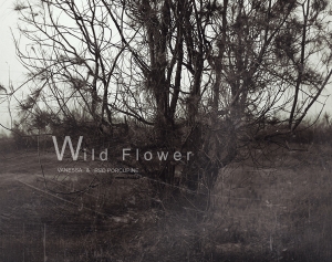 Wild Flower 。Vanessa