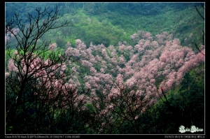 三峽 櫻花谷
