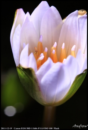 特生中心狀元紅、蓮花