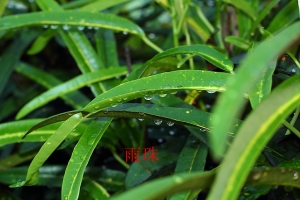 雨珠