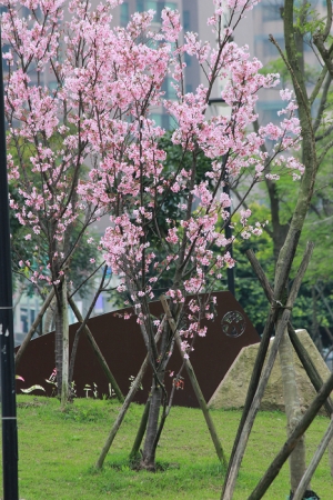 遲來的櫻花and M