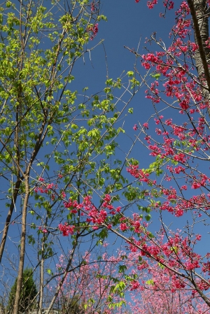 新社櫻花林遊記