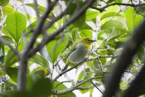 頂樓花園認真拍