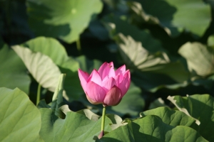 ~平溪荷花~