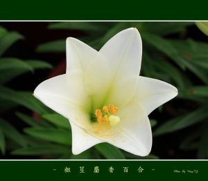 TC-Wang~~粗莖麝香百合