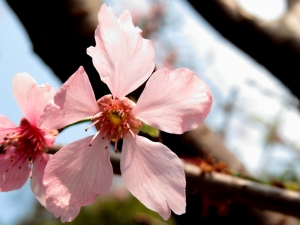 {SX50HS}過嶺支渠休憩步道