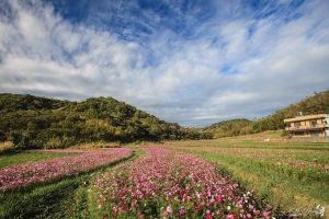 桃園 龜山 楓樹村波斯菊