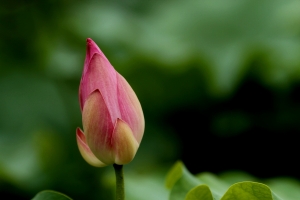 夏天就要"荷"大家一起拍