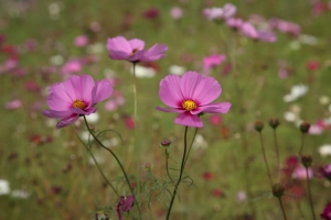 200812-附近的花田景觀