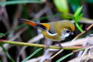 黃羽鸚嘴(孫悟空)