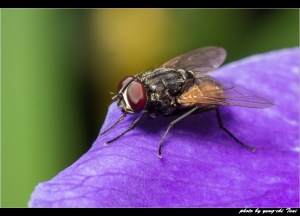 ::: Flies landing 雨神降臨 :::