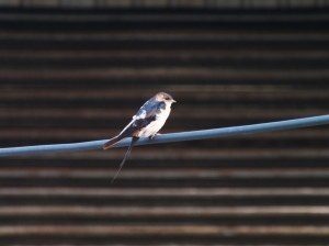 C&nbsp;&nbsp;70-200mm&nbsp;&nbsp;2.8 打鳥