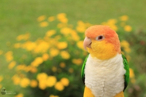 微笑的鳥