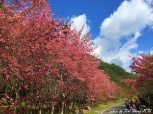 2015 追櫻花匯集篇