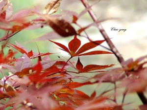 楓紅深秋