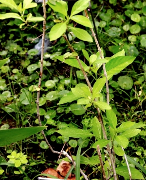 藥用植物 _by jyp.