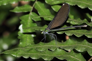 白痣珈蟌 Matrona cyanoptera Hämäläinen and Yeh, 2000