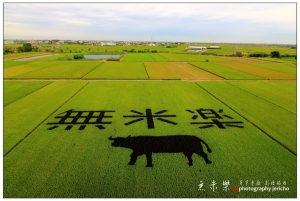 無米樂稻田彩繪--台南後壁芳榮米廠