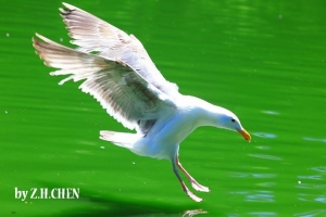 手動老鏡OM Zuiko 200mm F4拍海鷗展翅