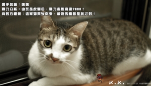 阿貓阿狗大戰