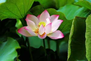 荷花亂拍