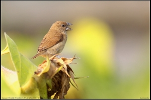 EF 400mm f5.6-飛羽散景之美 斑文鳥