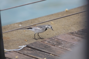 基隆港的野鳥