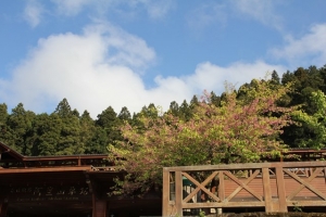 阿里山櫻花季!!!