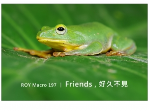 ROY Macro 197 / Friends , 好久不見