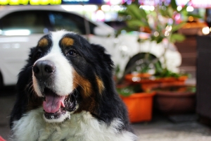 35mm拍我的愛犬跟女兒