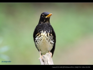 EF 400mm F5.6-稀有過境烏灰鶇