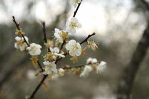 角板山的梅花和楓葉 2014-01-07