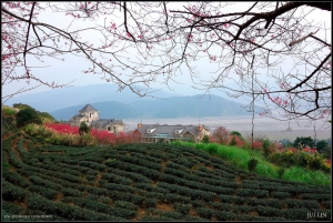 玉蘭茶園.羅東林場