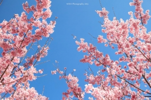 武陵櫻花 紅粉佳人 Part 2