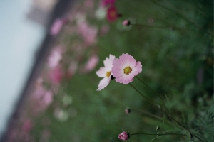 [eos3]...底片的小菊花