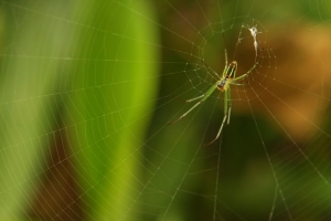 富陽自然生態公園&nbsp;&nbsp;蜘蛛結網