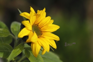 小菜幾碟 --- Howado