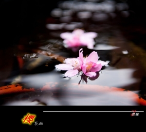 ~櫻花雨~